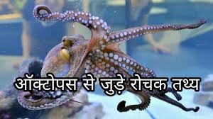 ऑक ट पस स ज ड र चक तथ य Octopus Facts In Hindi Rare Facts Youtube