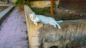 Download Free Photo Of Cat Stray Feral Greece Greek From Needpix Com