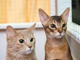 Über abessinierkatzen mit halblangem fell wurde bereits seit der frühzeit der abessinierkatzenzucht berichtet. Somali Katzen Verstehen Sich Sogar Mit Hunden Tiere