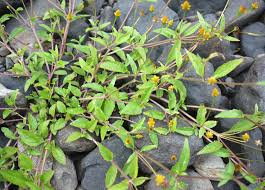 Image result for Acmella