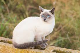 Siamese cats are social, affectionate, clever animals who make loving and loyal pets. Blue Point Siamese Cat Info Traits Facts Pictures Excitedcats