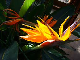 Image result for Strelitziaceae