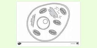 Maybe you would like to learn more about one of these? What Is An Animal Cell Definition And Functions Twinkl