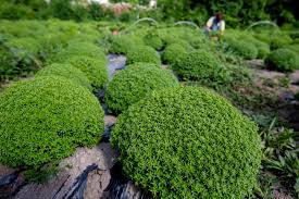 Originário da índia, o manjerico é a típico do são joão, onde é vendida em vasos, um pouco por todo o lado, com quadras populares. Visao Sao Joao Sao Joao 8 Ideias Para Celebrar A Festa Em Casa