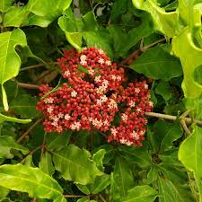 Image result for Leea guineensis
