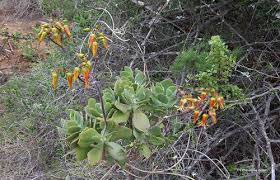 Image result for Kalanchoe hametiorum