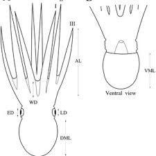 Image result for White 1983 Roper