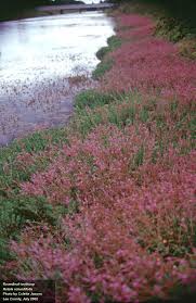 Image result for Rotala tenella