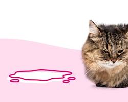 Cat with bloody urineの画像