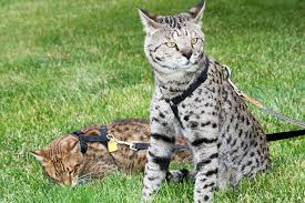 The original hybrid bengal cats were bred by crossing domestic cats with leopard cats (prionailurus bengalensis), a species of wild cat native to asia. Exotic Cats Lend Paws For Better Feline Medicine Cornell Chronicle