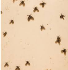 They tend to drift and hover around nest sites and if they get. Are These Drain Flies Coming Out Of My Bathroom Drains Whywait Plumbing