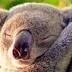 Prime koala habitat threatened under land clearing proposal: WWF
