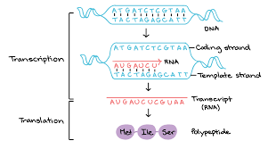 Date per practicing dna transcription and translation for the following examples, give the remember a codon chart can only be used for decoding a strand of mrna codon chart a thrd dna: Stages Of Transcription Initiation Elongation Termination Article Khan Academy