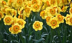 What flowers do deer not eat uk. 23 Really Interesting Plants Deer Do Not Eat Plants Spring Lawn Care Early Spring Flowers