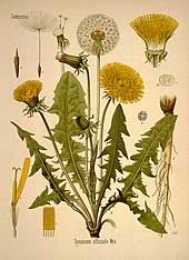 Groupe de mots qui servent d'adverbe. Synonyme Taxinomie Wikipedia