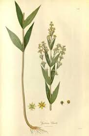 Image result for Swertia