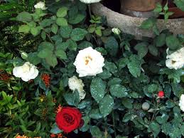 With strong ties to the vibrant icelandic music farmers market is an icelandic clothing label. Farmers Garden Cubao Quezon City Philippine Observers