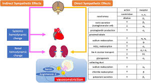Frontiers Role Of The Sympathetic Nervous System And Its