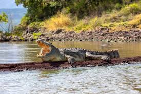 Robert Irwin Demonstrates The Speed Of A Large Croc - Youtube
