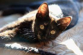 Common sources for adoptable pets are animal shelters and rescue groups. Free Discounted Adoptions At These Nj Pet Shelters Today