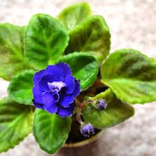I can't stop teasing guys ch. Pin On Instagram African Violets