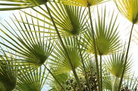 Zwergpalme Chamaerops Humilis Pflanzenblatter Pflanzen Winterharte Palmen