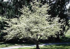 Shop our extensive collection of cherry blossom trees. Cloud 9 Dogwood Tree For Sale Online The Tree Center