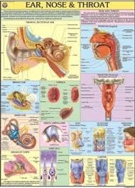 ear nose throat chart manufacturer ear nose throat chart