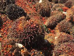 Kuala lumpur, oct 12 — malaysia's crude palm oil (cpo) stocks increased by 0.40 per cent to 934,710 tonnes in september from 930,990 tonnes in the preceding month, the malaysian palm oil board (mpob) said in its report on the industry's. Malaysia Relies On Sustainable Palm Oil To Keep Entry Into European Market Euractiv Com