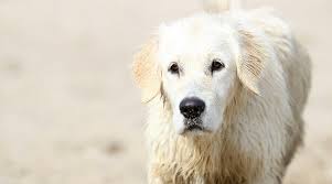 Our desire is to continually breed towards the english style head and bulk while using a. Great Pyrenees Labrador Retriever Mix Pyrador Breed Info