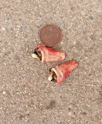 Wolf Teeth In Horses When To Remove - TeethWalls