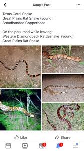 Reference Photos Texas Coral Snake Top Left Venomous Great Plains Rat Snake Bottom Left Nonvenomous Broadbanded Coppe Rat Snake Coral Snake Great Plains