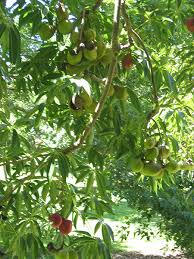 Image result for Sterculia appendiculata