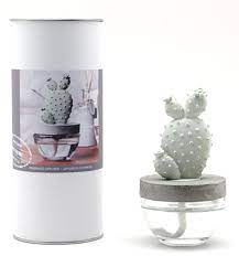 ✔ free shipping have a look at our collection of room sprays, home fragrances, fragrance diffusers, room perfumes, etc., on flipkart. Prickly Pear Cactus Pretty Valley Ceramic Fragrance Diffuser White Flower