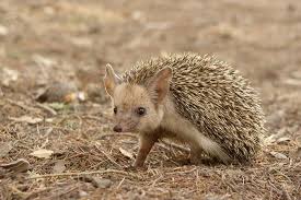 Ines Santisteban Adli Kullanicinin Hedgehogs Panosundaki Pin Memeliler Kirpiler Evcil Hayvanlar