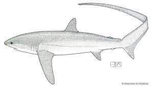 The Pelagic Shark Research Foundation - The Sharks Of The Monterey Bay -  Pelagic Sharks