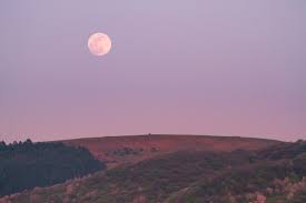 The moon is the ruling luminary of cancer, and is right at home in her domicile here standing across the sky from the sun in capricorn. The Gardens Of Babylon Astrology Insight Full Moon In Cancer