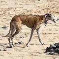 Rampur Greyhound - Temperament, History & Care (BREED GUIDE)