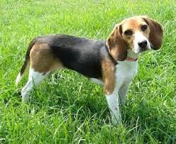 We did not find results for: Beagle Dog Breed Information And Pictures