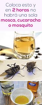 Cómo eliminar las cucarachas definitivamente. Rocia Esto Y En 2 Horas No Habra Una Sola Mosca Cucaracha O Mosquito Safe Cleaning Products House Cleaning Tips Cleaning Hacks