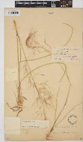 Image result for Aristida diffusa