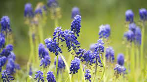 Pin On Wildflowers