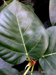 Image result for Ficus fischeri