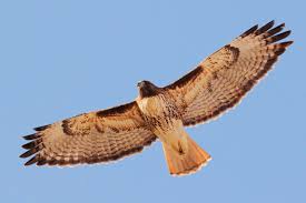 They spend this time learning how to hunt. Buteo Identification