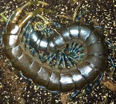 Black And Yellow Millipede India Ethmostigmus Trigonopodus Small Insects Centipede Millipede
