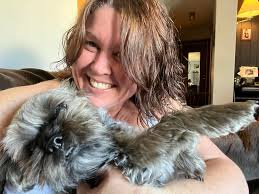 Why do Shorkies sleep draped over things?