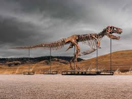 tyrannosaurus rex fossil