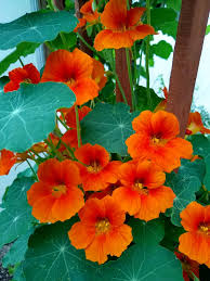 Image result for Nasturtium