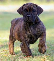 Boerboel is originated from south africa but rottweiler is originated from germany. Pin On South African Boerbel My Dogs Breed