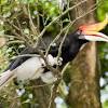 Sivik projek 2011 flora & fauna di malaysia pendahuluan di malaysia pada penghujung 1989 anggaran 18.5 juta hektar atau 56.3 peratus daripada bumi di malaysia diliputi hutan. 1